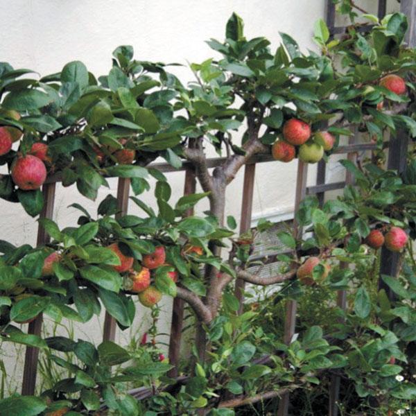 Apple, Espalier Three Tier--15 gallon