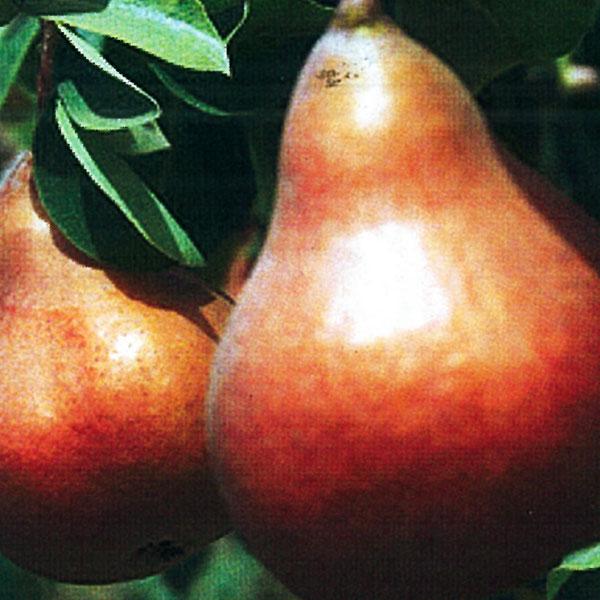 Pear, Espalier Asian Two Tier--15 gallon