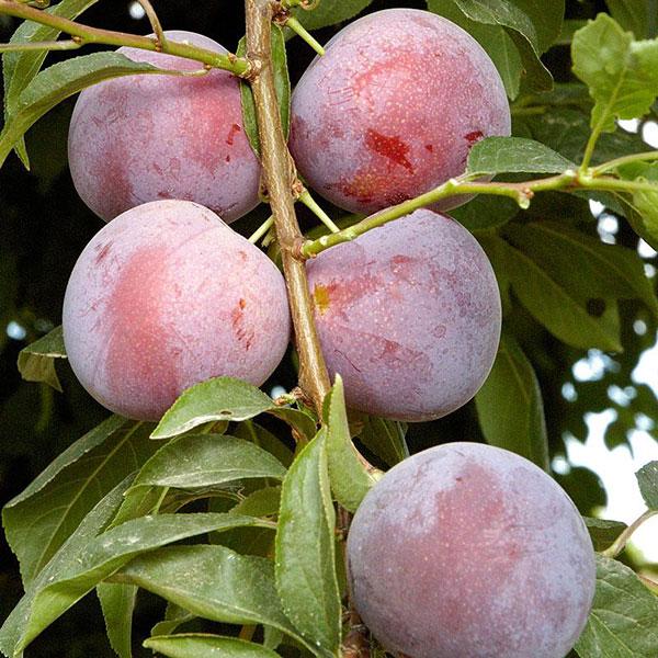 Plum, Methley Semidwarf--7 gallon