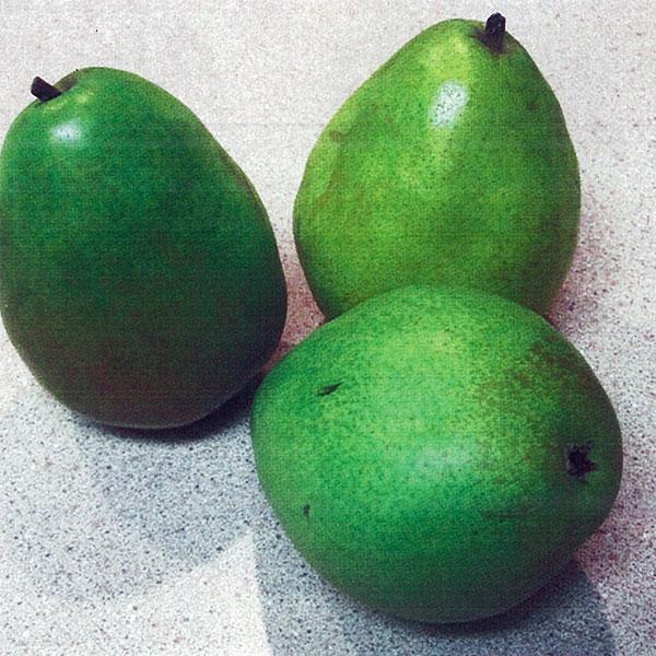 Pear, Red Anjou Dwarf--7 gallon