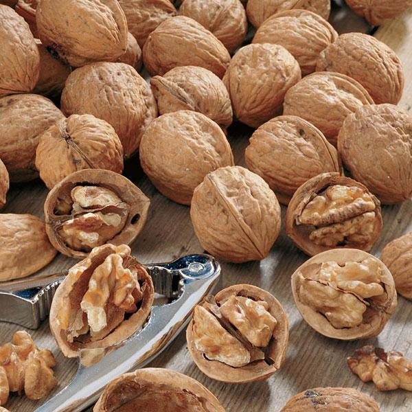 Walnut, Carpathian English--7 gallon
