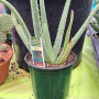 Aloe Vera - 4.5in