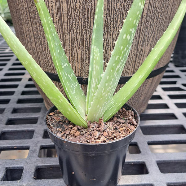 Aloe Vera - 4in