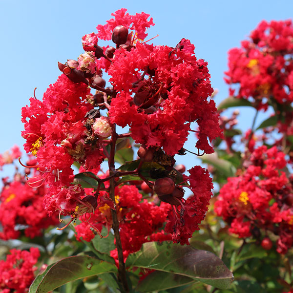 Crape Myrtle