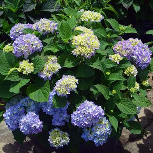 Hydrangea Macrophylla Azure Skies - 3c