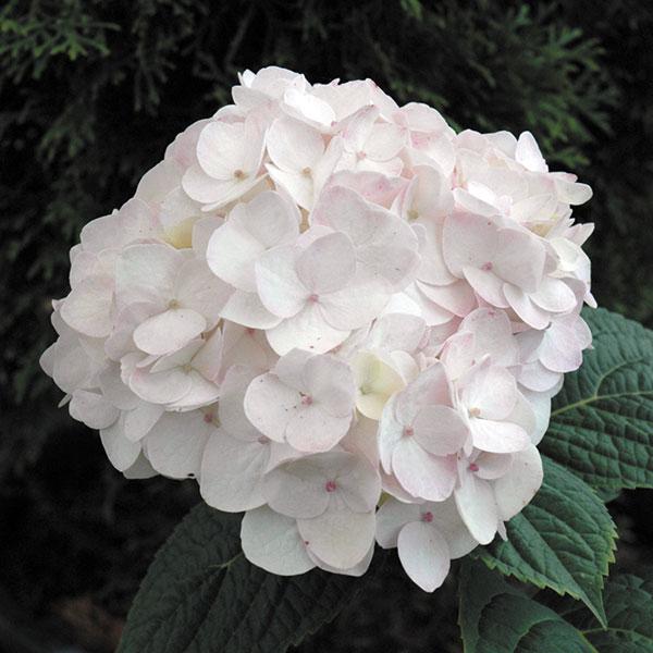 Hydrangea Macrophylla Endless Summer® Blushing Bride - 2c