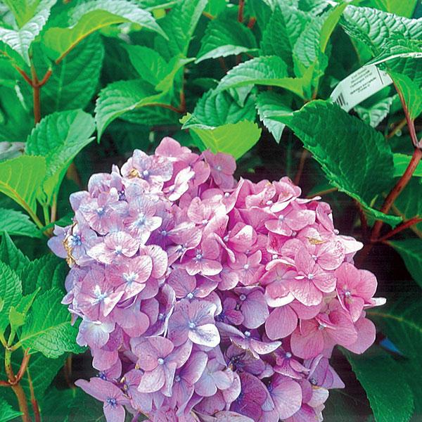 Hydrangea Macrophylla Endless Summer® Bloomstruck - 3c