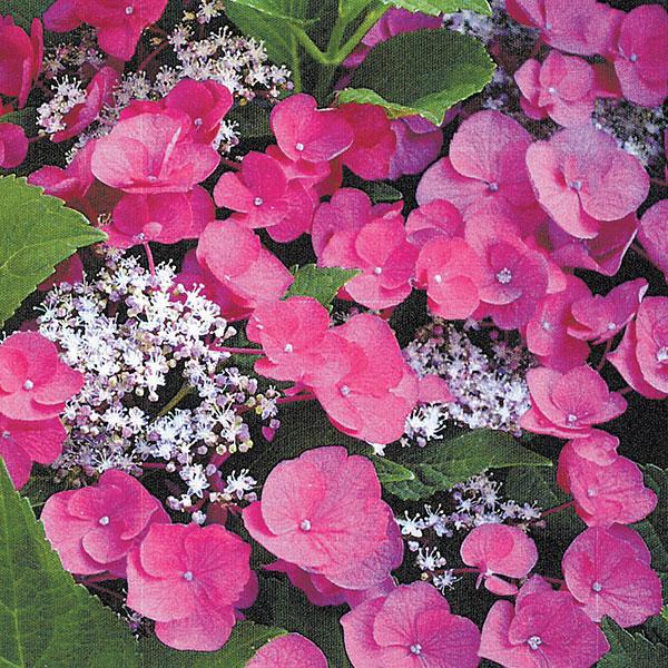 Departments - Hydrangea Macrophylla Cherry Explosion - 3c