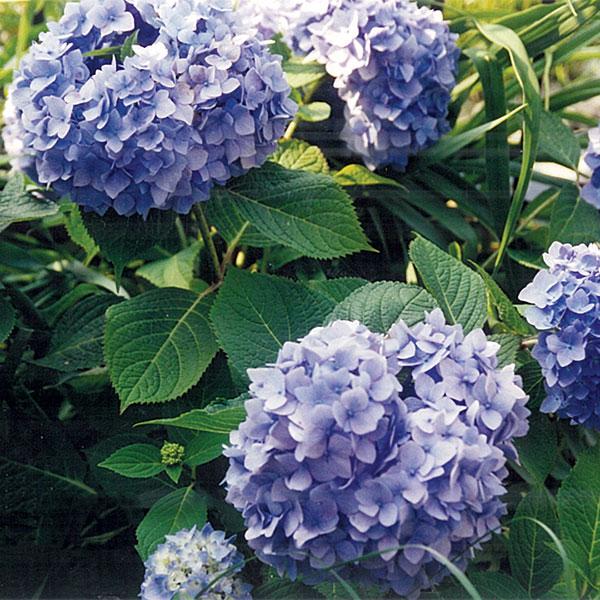 Hydrangea Macrophylla Endless Summer® Original - 3c