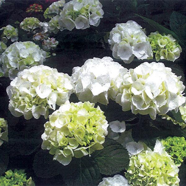 Hydrangea Macrophylla Forever Whiteout - 3c