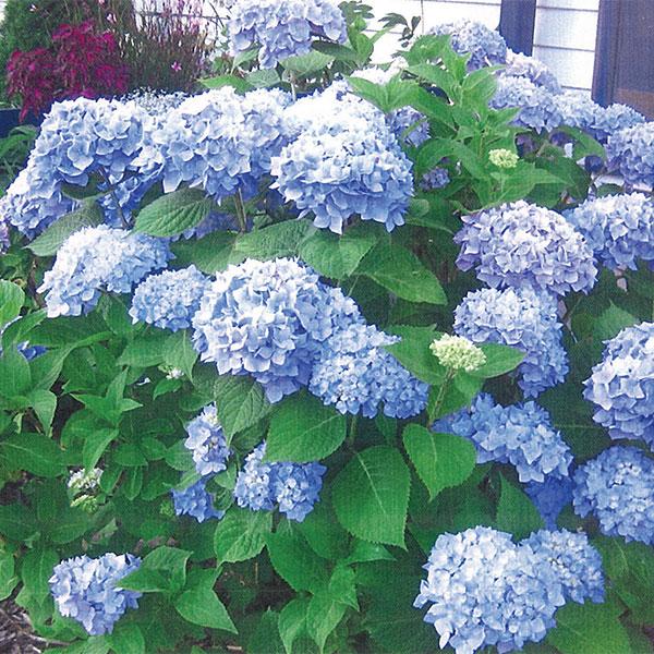 Hydrangea Macrophylla Nantucket Blue - 2c