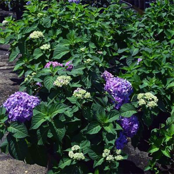 Hydrangea Macrophylla Rock N Roll - 3c