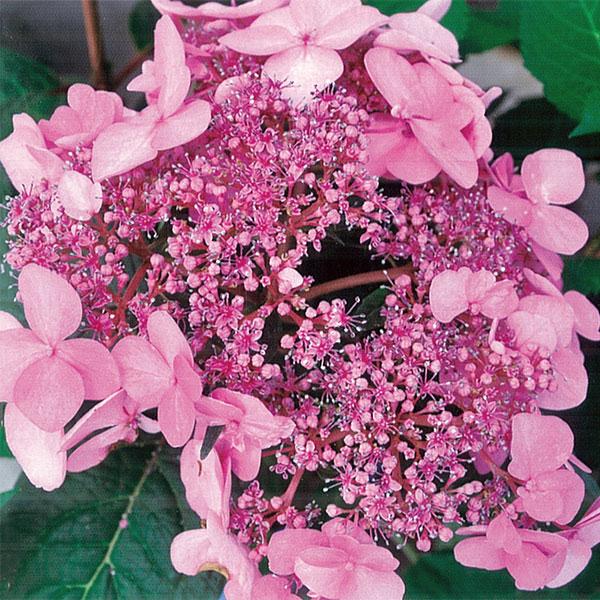 Hydrangea Macrophylla Endless Summer® Twist N Shout - 3c