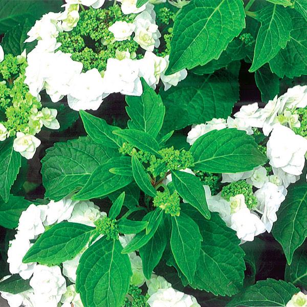 Hydrangea Macrophylla Wedding Gown - 3c