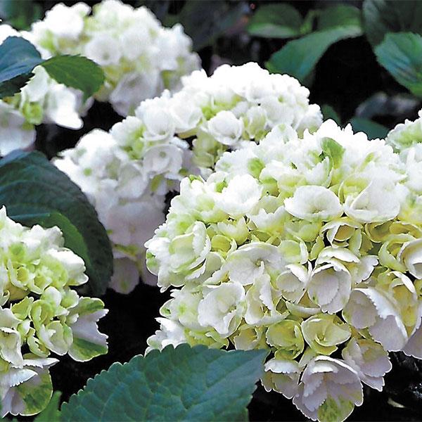 Hydrangea Macrophylla Zebra - 3c