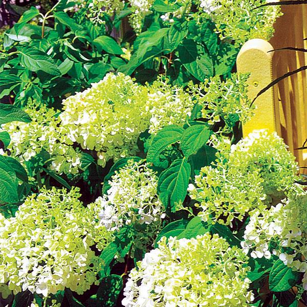 Hydrangea Paniculata Little Lime - 3c