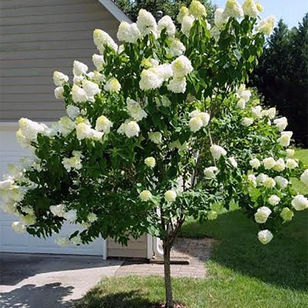 Hydrangea Paniculata Limelight Tree Form - 10c