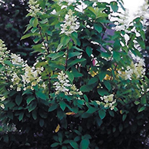 Hydrangea, Pink Diamond--7 gallon