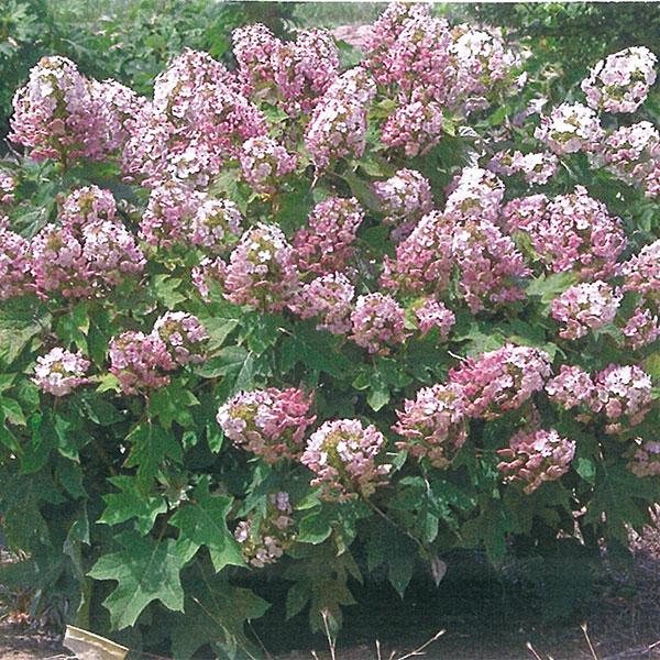 Hydrangea Quercifolia Munchkin - 2c