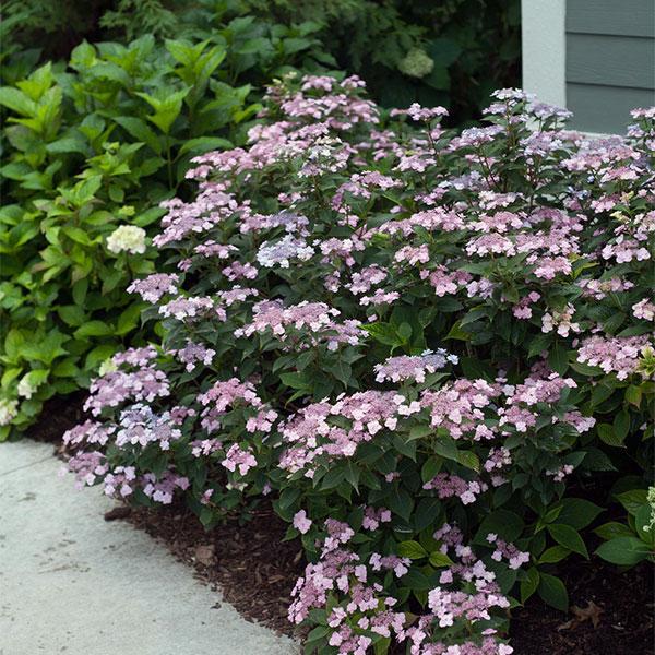 Hydrangea Serrata Tiny Tuff Stuf - 3c