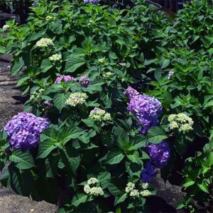 Hydrangea Macrophylla Rock N Roll - 3c