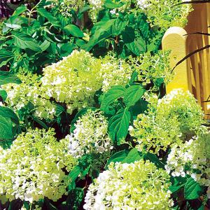 Hydrangea Paniculata Little Lime - 3c