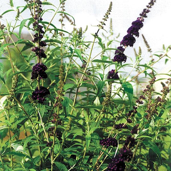 Butterfly Bush Davidii Black Knight - 3c