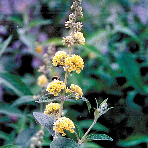Butterfly Bush Davidii Honeycomb - 3c