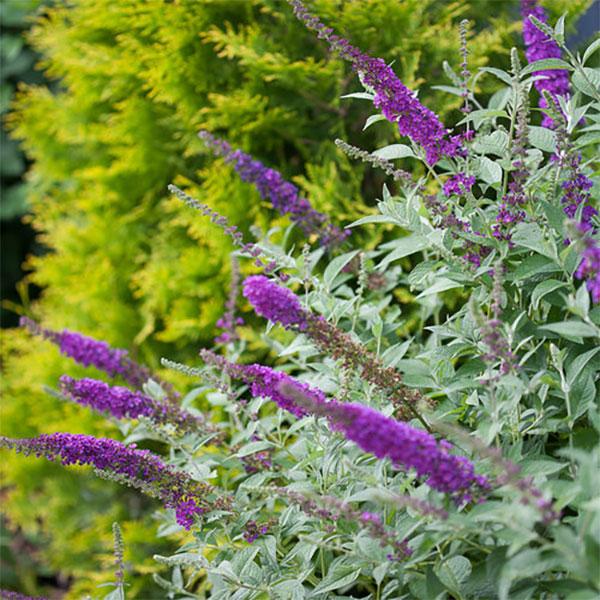 Butterfly Bush Davidii Miss Violet - 3c