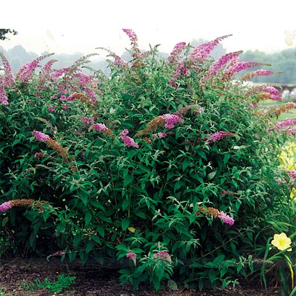 Butterfly Bush Davidii Pink Delight - 3c