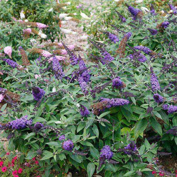 Butterfly Bush Davidii Pugster Blue - 3c