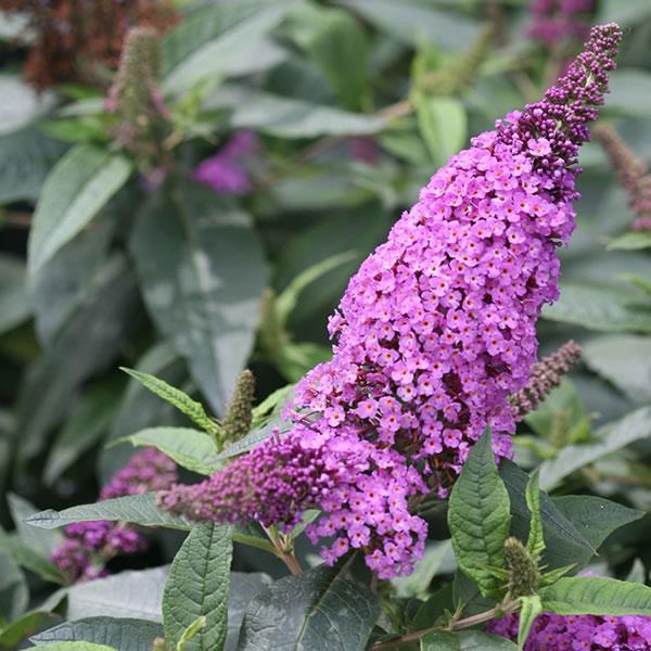 Butterfly Bush Davidii Pugster Periwinkle - 3c