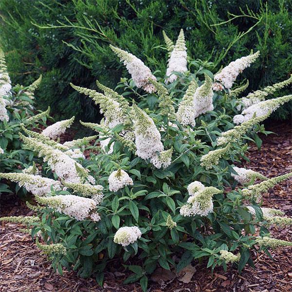 Butterfly Bush Davidii Pugster White - 3c