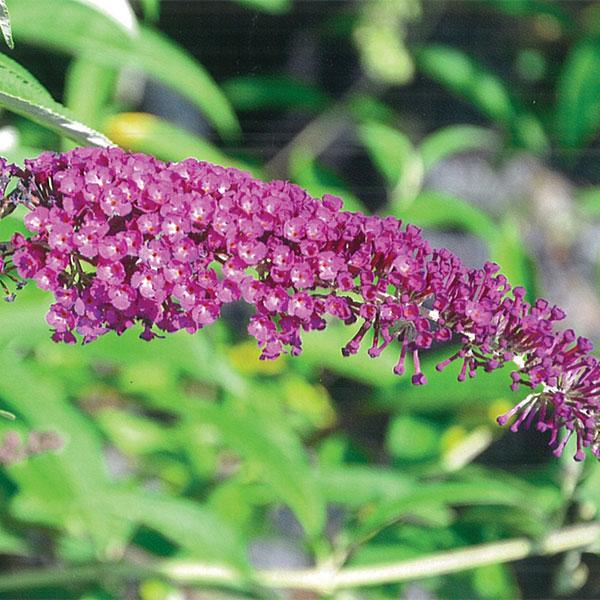 Butterfly Bush Davidii Royal Red - 3c