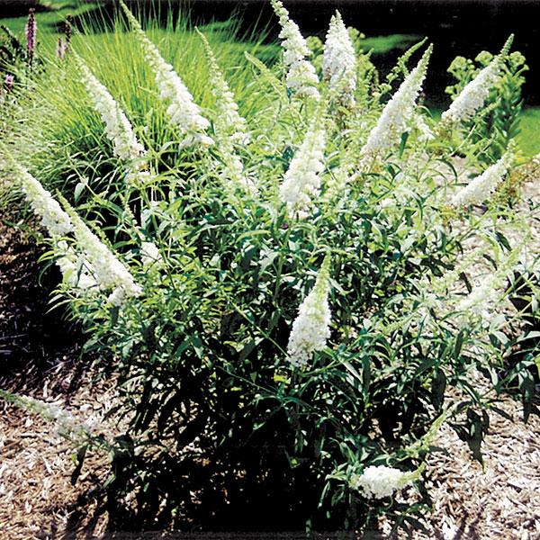 Butterfly Bush Davidii White Profusion - 3c