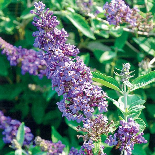 Butterfly Bush Flutterby Petite Blue Heaven - 1c