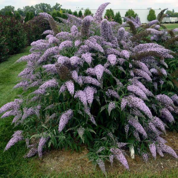 Butterfly Bush Grand Cascade - 3c