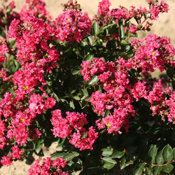 Crapemyrtle, Bellini Raspberry Dwarf--3 gallon