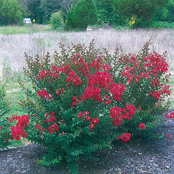 Crape Myrtle Dwarf Princess Holly - 3c