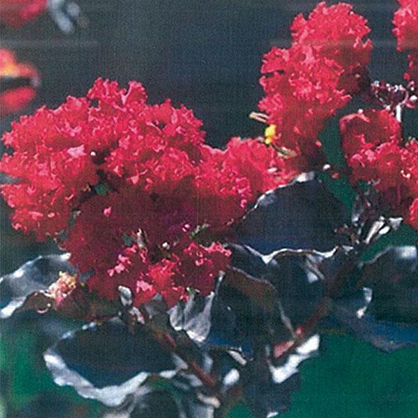 Crape Myrtle Black Diamond Red - 7c