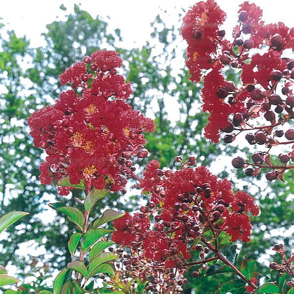 Crape Myrtle Red Rocket - 3c