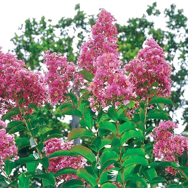 Crape Myrtle Sioux Pink - 7c