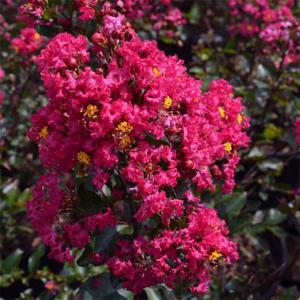 Crape Myrtle Dwarf Princess Zoey - 3c