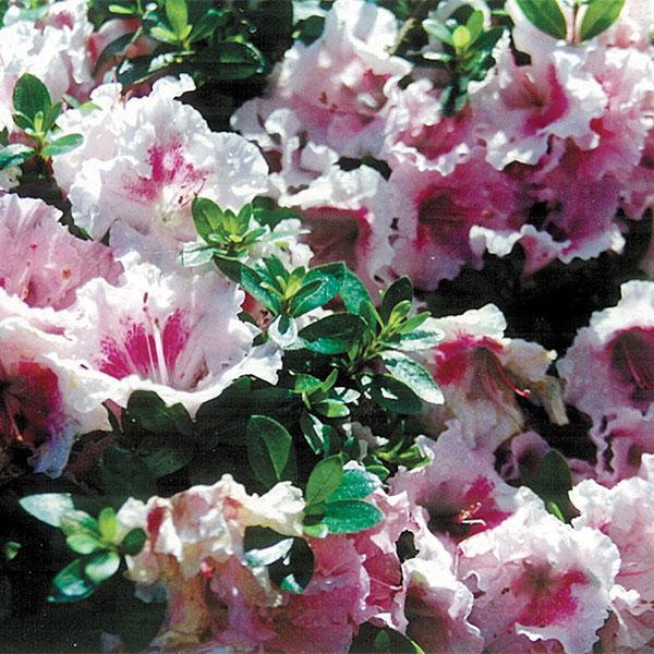 Azalea Gumpo Pink - 3c