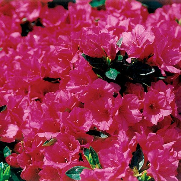 Azalea Hershey Red - 3c