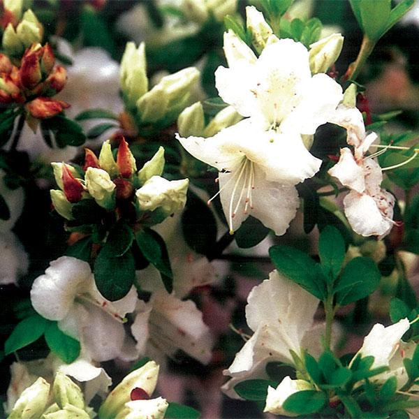 Azalea Pleasant White - 3c