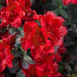 Azalea Encore Fire - 3c