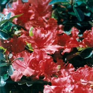 Azalea Hot Shot - 1C