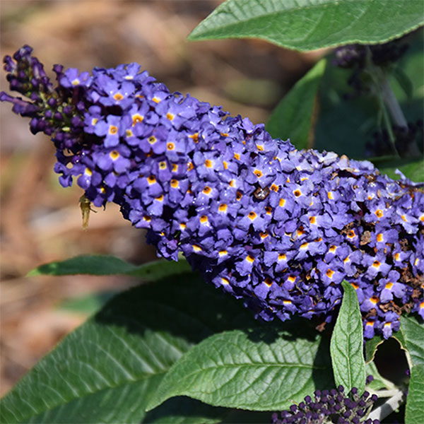 Butterfly Bushes