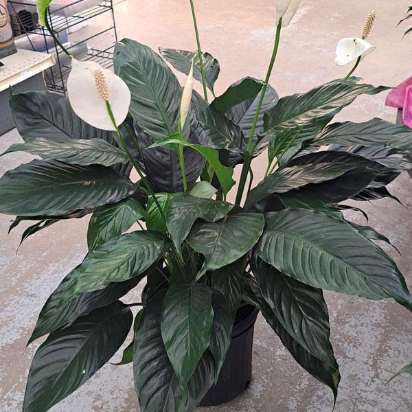 Peace Lily Spath - 8in